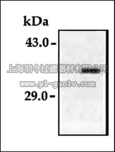 merck millipore,默克密理博,AB3629,Anti-Caspase 9 Antibody, active (cleaved) form
