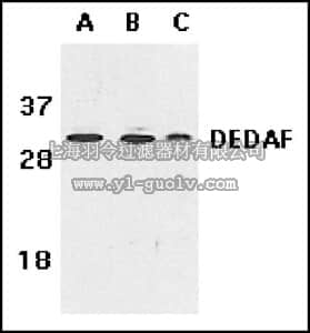 merck millipore,默克密理博,AB3637,Anti-DEDAF Antibody