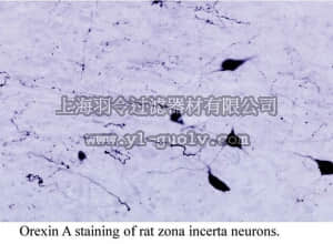 merck millipore,默克密理博,AB3704,Anti-Orexin-A Antibody