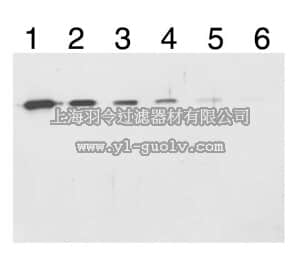 merck millipore,默克密理博,AB3738,Anti-β Lactamase Antibody