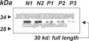 merck millipore,默克密理博,AB3784P,Anti-Adiponectin Antibody