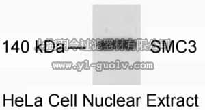merck millipore,默克密理博,AB3914,Anti-SMC3 Antibody