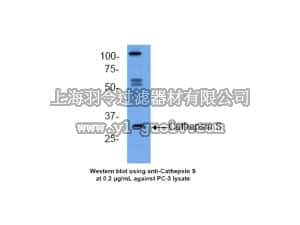 merck millipore,默克密理博,AB4098,Anti-Cathepsin S Antibody