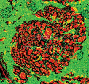 merck millipore,默克密理博,AB5018,Anti-Glutamate (No Glutaraldehyde) Antibody