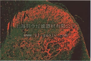 merck millipore,默克密理博,AB5024,Anti-Enkephalin Antibody, Leu