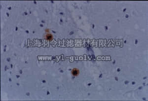 merck millipore,默克密理博,AB5058,Anti-Prion Protein Antibody, NT, a.a. 78-97