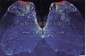 merck millipore,默克密理博,AB5060,Anti-Substance P Receptor Antibody, pain