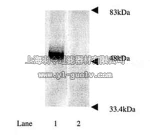 merck millipore,默克密理博,AB5112,Anti-Parkin Antibody, a.a. 305-323
