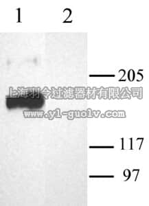 merck millipore,默克密理博,AB5152-200UL,Anti-Calcium Channel Antibody, Voltage Gated α 1A