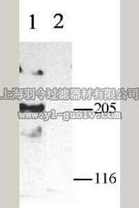 merck millipore,默克密理博,AB5156-50UL,Anti-Calcium Channel Antibody, Voltage Gated α 1C