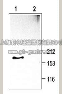 merck millipore,默克密理博,AB5158-50UL,Anti-Calcium Channel Antibody, Voltage Gated α 1D