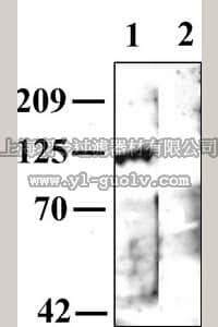 merck millipore,默克密理博,AB5164-50UL,Anti-Muscarinic Acetylcholine Receptor m1 Antibody