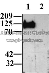 merck millipore,默克密理博,AB5168-200UL,Anti-CHAPSYN-110 Antibody