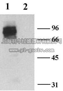 merck millipore,默克密理博,AB5178-50UL,Anti-Potassium Channel Kv1.3 Antibody