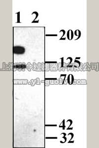 merck millipore,默克密理博,AB5186-50UL,Anti-Potassium Channel Kv2.1 Antibody