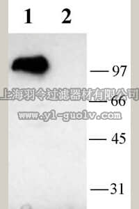 merck millipore,默克密理博,AB5188-50UL,Anti-Potassium Channel Kv3.1b Antibody