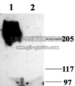 merck millipore,默克密理博,AB5210-50UL,Anti-Sodium Channel Antibody, Voltage Gated, Pan (SP19 Segment)