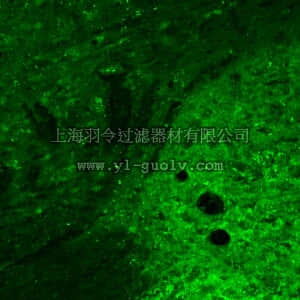 merck millipore,默克密理博,AB5228-50UL,Anti-Potassium Channel MaxiK Antibody, calcium activated, aa1097-1196