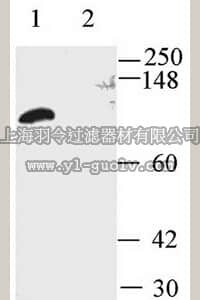 merck millipore,默克密理博,AB5228-200UL,Anti-Potassium Channel MaxiK Antibody, calcium activated, aa1097-1196