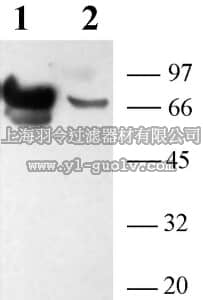 merck millipore,默克密理博,AB5246-200UL,Anti-P2X7 Receptor Antibody
