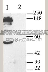 merck millipore,默克密理博,AB5250-200UL,Anti-Potassium Channel TASK1 Antibody