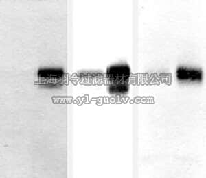 merck millipore,默克密理博,AB5302,Anti-Amyloid Precursor Protein Antibody, KPI Domain
