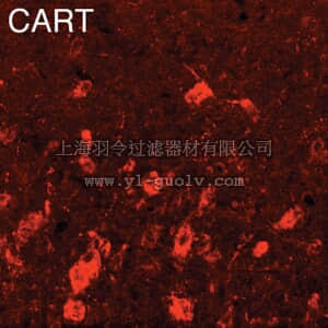 merck millipore,默克密理博,AB5340P,Anti-Cocaine and Amphetamine Related Transcript Antibody
