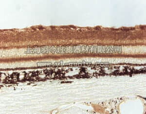 merck millipore,默克密理博,AB5358-200UL,Anti-Sodium Channel NaB2 Antibody