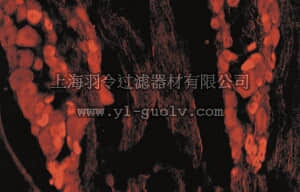 merck millipore,默克密理博,AB5370P,Anti-Capsaicin Receptor Antibody, CT