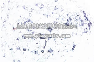 merck millipore,默克密理博,AB5372,Anti-Trk B Antibody, pain, a.a. 54-67 rTrkB