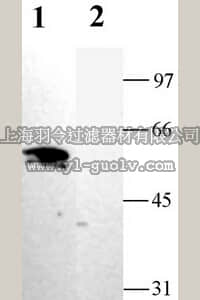 merck millipore,默克密理博,AB5374-200UL,Anti-Potassium Channel Kir2.1 Antibody