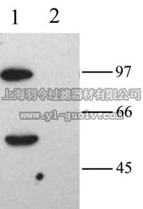 merck millipore,默克密理博,AB5378-200UL,Anti-HCN2 Antibody