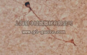 merck millipore,默克密理博,AB5380,Anti-Nitric Oxide Synthase I Antibody