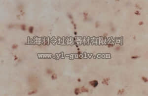 merck millipore,默克密理博,AB5384,Anti-Nitric Oxide Synthase II Antibody