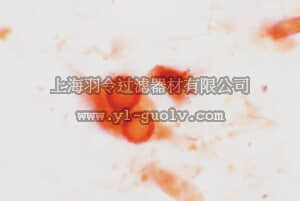 merck millipore,默克密理博,AB5388,Anti-Synphilin-1 Antibody, a.a. 829-847