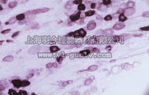 merck millipore,默克密理博,AB5398P,Anti-Vanilloid Receptor Like Protein Antibody, pain, CT