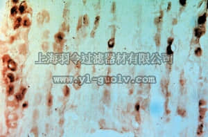 merck millipore,默克密理博,AB5400,Anti-GFR α3 Antibody