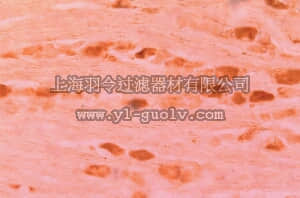 merck millipore,默克密理博,AB5404,Anti-Neurturin Antibody