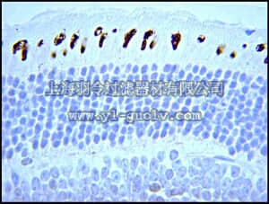 merck millipore,默克密理博,AB5407,Anti-Opsin Antibody, blue