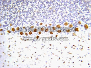merck millipore,默克密理博,AB5411,Anti-Nitrotyrosine Antibody