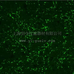 merck millipore,默克密理博,AB5421,Anti-Vesicular Glutamate Transporter 3 (VGLUT3) Antibody
