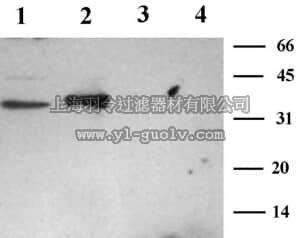 merck millipore,默克密理博,AB5448-50UL,Anti-Syntaxin 3 Antibody