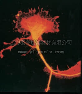 merck millipore,默克密理博,AB5454,Anti-TUC-4 Protein Antibody