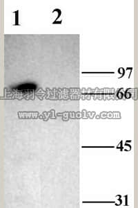 merck millipore,默克密理博,AB5460-50UL,Anti-Acid Sensitive Ion Channel 2 Antibody, neuronal