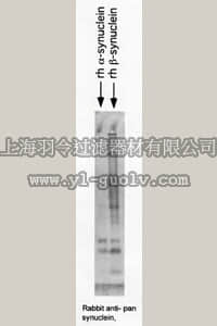 merck millipore,默克密理博,AB5464,Anti-Synuclein Antibody, pan