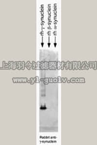 merck millipore,默克密理博,AB5466,Anti-Synuclein γ Antibody