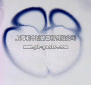 merck millipore,默克密理博,AB5469,Anti-Ductin Antibody