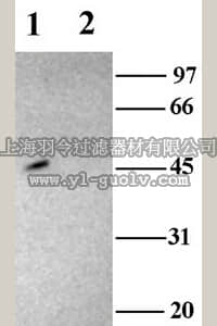 merck millipore,默克密理博,AB5470-50UL,Anti-Potassium Channel TASK-2 Antibody