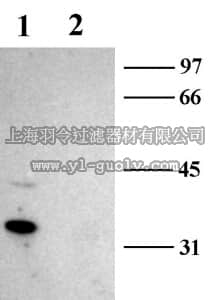 merck millipore,默克密理博,AB5474-50UL,Anti-Calcium Channel Antibody, Voltage Gated γ2