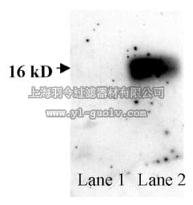 merck millipore,默克密理博,AB5480,Anti-Superoxide Dismutase 1 Antibody, aa 25-37